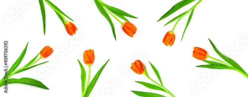 Rote Tulpen auf weissem hintergrund