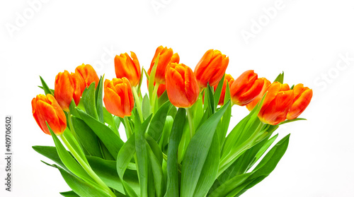 Rote Tulpen auf weissem hintergrund
