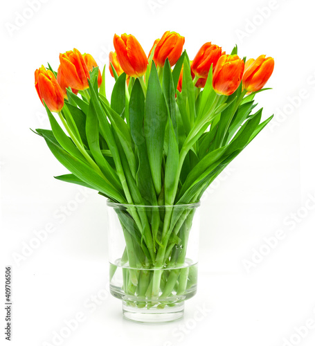 Rote Tulpen auf weissem hintergrund