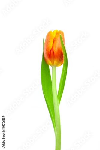 Rote Tulpen auf weissem hintergrund