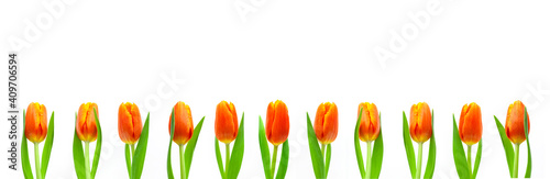 Rote Tulpen auf weissem hintergrund