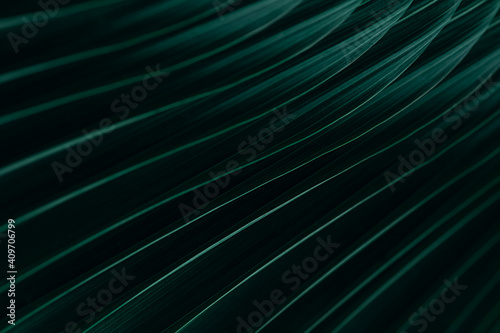 Green palm leaf in rainy season at dark tone, Natural green plants landscape using as a background or wallpaper or backdrop for design work in business advertising. © GAYSORN