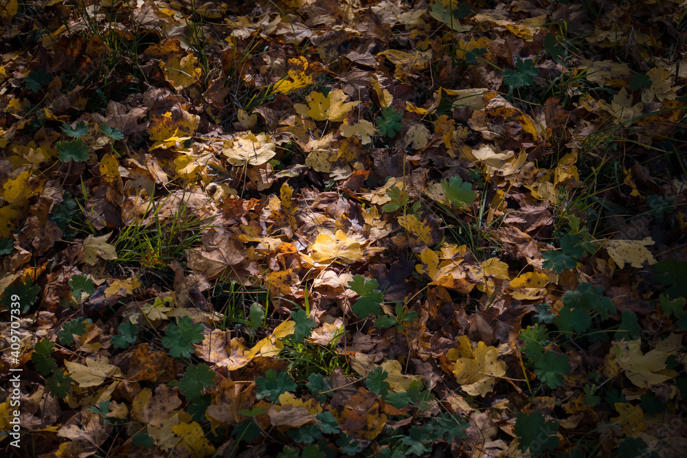 Golden vibrant fall leaves on the ground in a forest. Forest with colorful golden foliage.