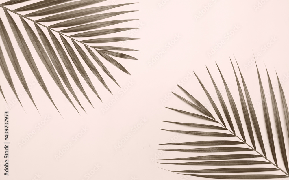 Fototapeta premium Palm tree leaf on colorful background.