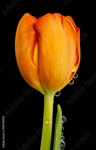 raindrops on tulip, save water, macro view, isolated on black background