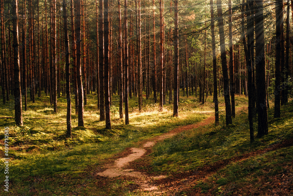 Sunny hiking path in pine forest 