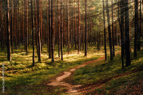 Sunny hiking path in pine forest 