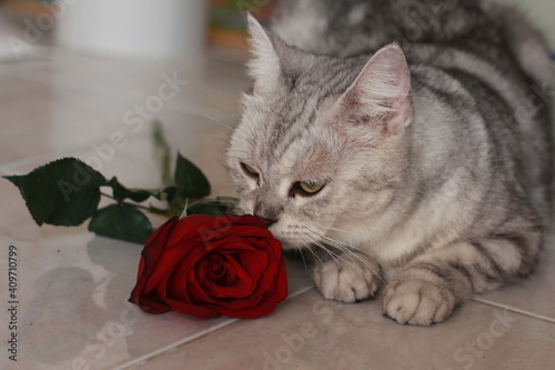 Gray cat lying on floor with red rose at home, love concept.  photo