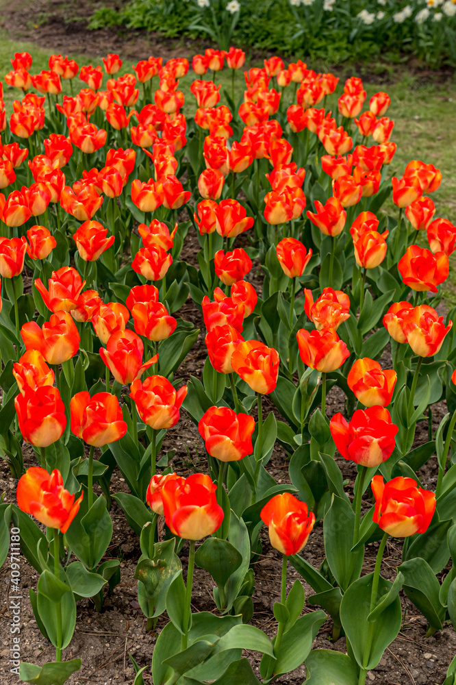 Tulips in the garden in spring. Orange-red tulips. Morges, Switzerland.
