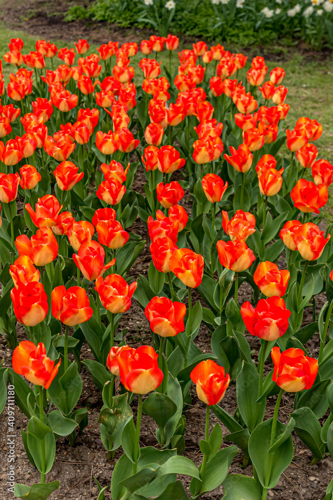 Tulips in the garden in spring. Orange-red tulips. Morges, Switzerland. Tulips in the garden in spring. Orange-red tulips. Morges, Switzerland.