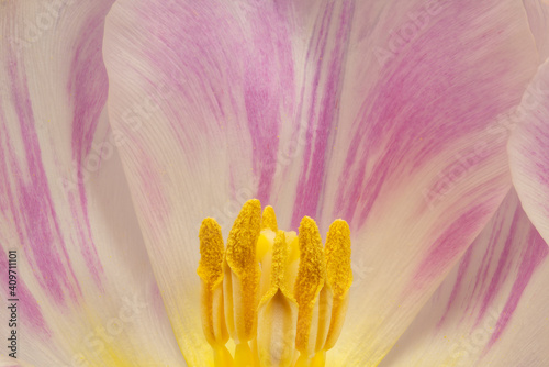 inside tulip flower head, extreme macro view, copy space