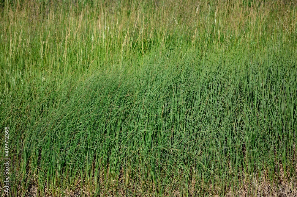 riverside grass in summer riverside grass in summer