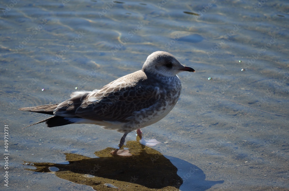 seagull on summer pond seagull on summer pond