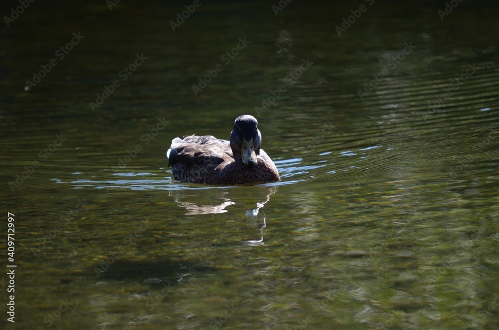 Fototapeta premium beautiful mallard duck in clean summer pond