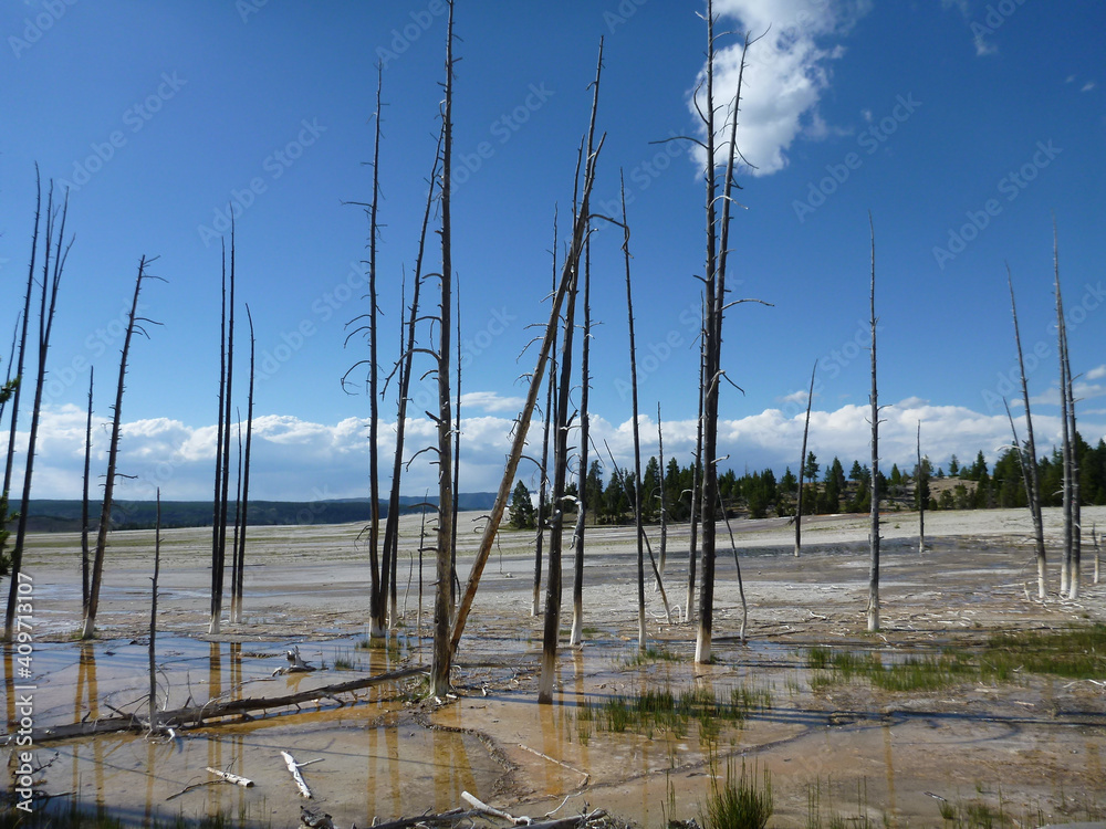 Dead trees and extreme terrain at Yellowstone national park