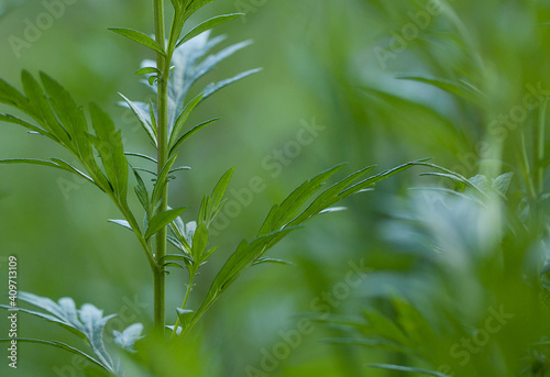 beautiful fresh wormwood growing in the grass in a summer park or field