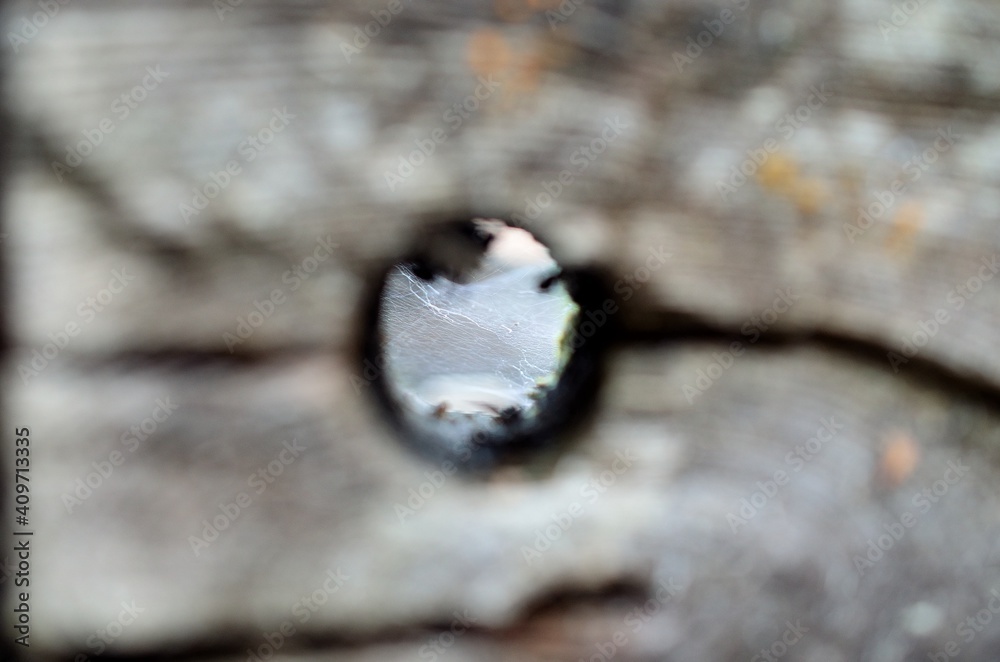 spiderweb seen through hole in wood log spiderweb seen through hole in wood log