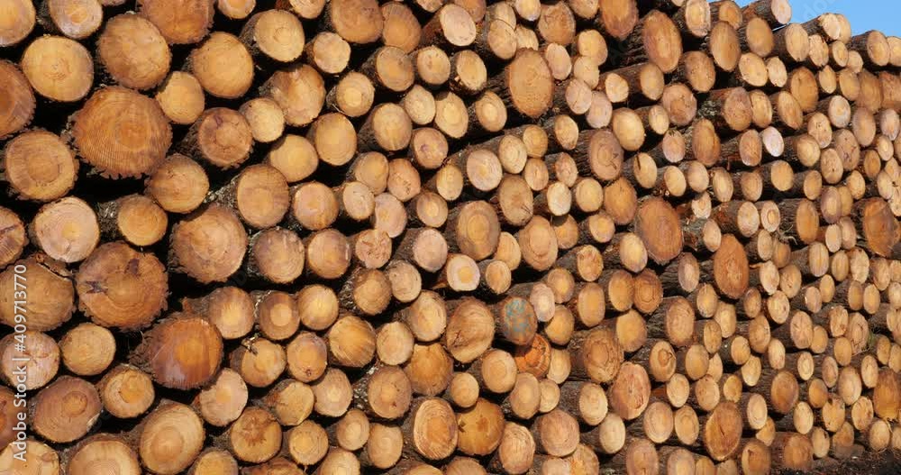 Stacked wood. The Landes forest, Nouvelle Aquitaine, France. Stacked wood. The Landes forest, Nouvelle Aquitaine, France.