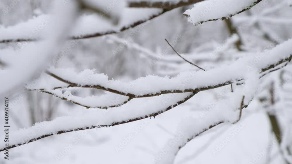 branch in the snow, snowfall in the snowy forest closeup, winter background branch in the snow, snowfall in the snowy forest closeup, winter background