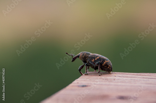 Close-up view of a True Weevil on the wooden table  an insect standing on the edge