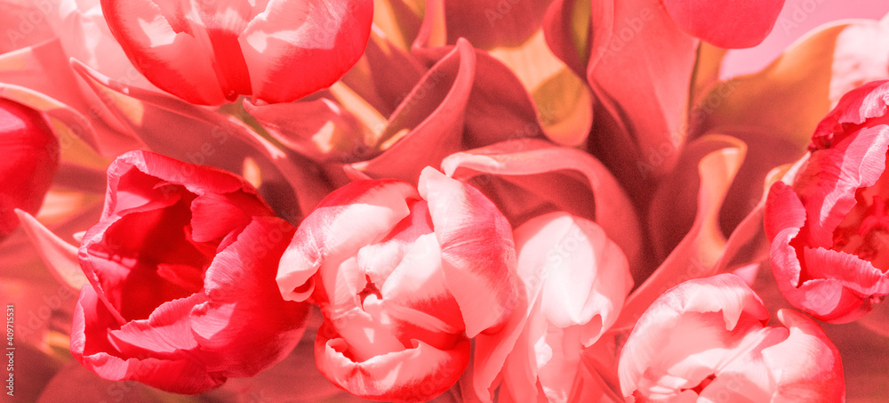 a composition of natural colored tulips a composition of natural colored tulips