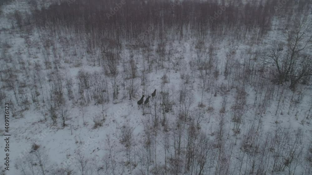 Elk family in the forest from a bird's eye view Elk family in the forest from a bird's eye view