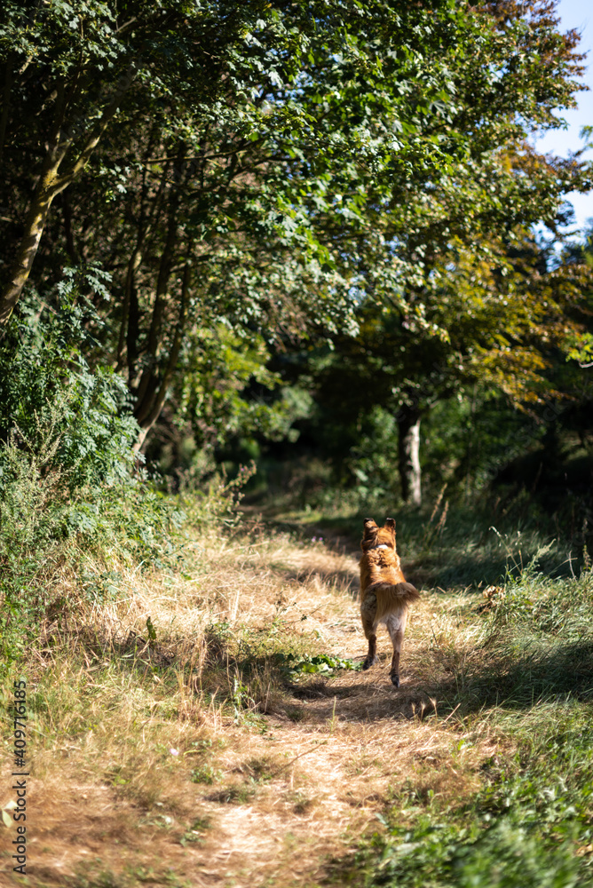 A brown hair dog jumping while running happily on a nature trail.
