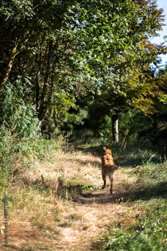 A brown hair dog jumping while running happily on a nature trail.