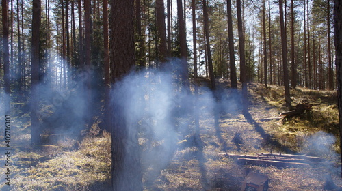 Wallpaper Mural forest Torontodigital.ca