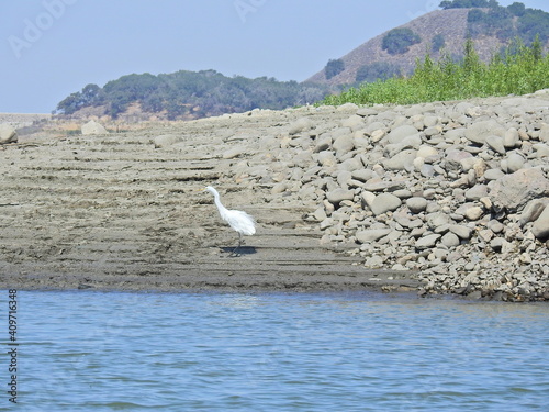 Great egret standing on the shores of Lake Cachuma in Santa Barbara County, California.  photo