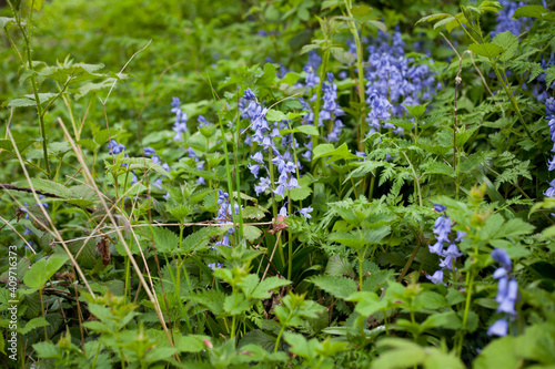 Natural garden with common bluebells in the forest.