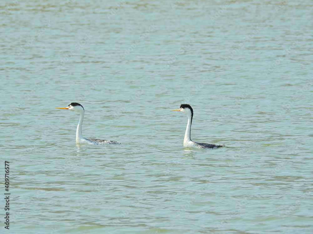 Obraz premium Clark's Grebes swimming in the waters of Lake Cachuma, Santa Barbara County, California.
