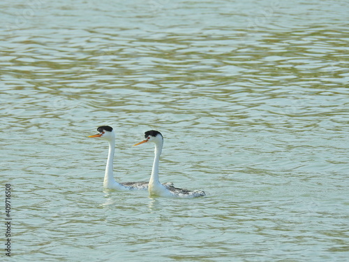 Clark's Grebes swimming in the waters of Lake Cachuma, Santa Barbara County, California. photo