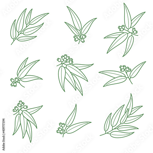 Eucalyptus set. Collection icon eucalyptus. Vector