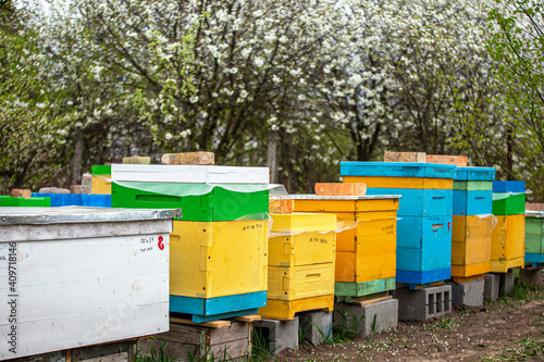 Blossoming garden with apiary. Bees spring under the flowering trees of apple trees. Red tulips on the background of hives.