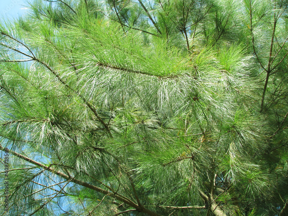 Obraz premium Natural foliage leafs blue sky green tree up view, branches.