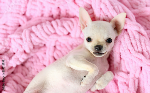A small cute white dog lies on a pink blanket and smiles. The dog's legs are curiously tucked in. There is free space for text.