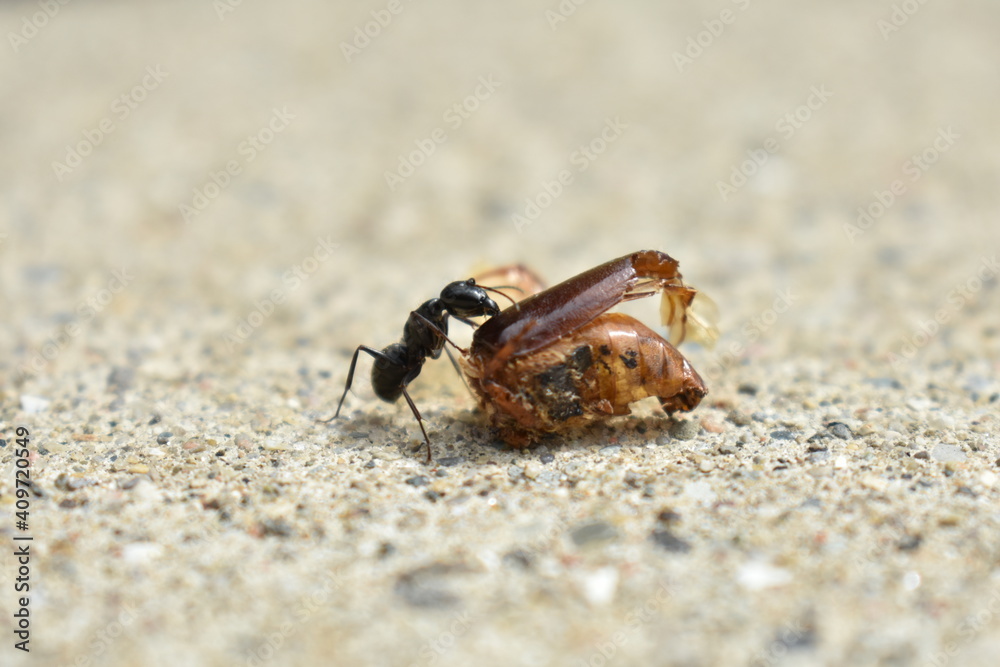 Ant drags Cicada