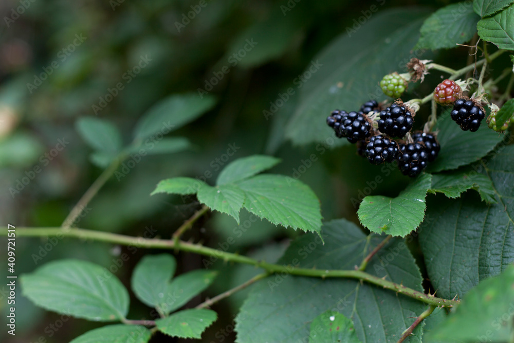 Foraging for wild food - summer bramble bushes full of fruit. Foraging for wild food - summer bramble bushes full of fruit.