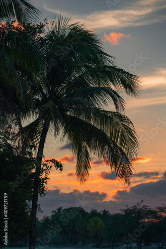 sunset over the ocean tropical beautiful cute palms sky 