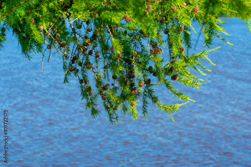 A branch of a Christmas tree with needles and small cones in the summer, against the background of a river, lake.