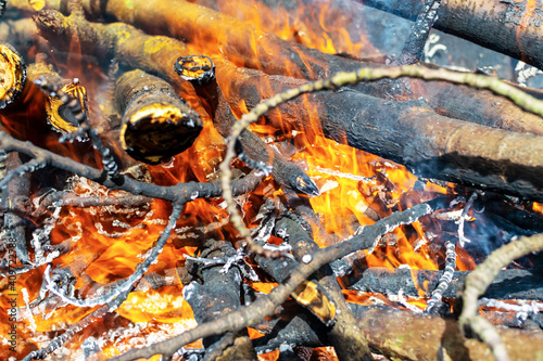 Hot fire burning the forest the concept of the environment. fire kills everything in its path.