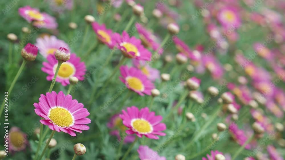 Beautiful pink flower bloom and petal in the garden, season springtime or summer, ecology and environment, botany in meadow, floral in field nature background, nobody, no people. Beautiful pink flower bloom and petal in the garden, season springtime or summer, ecology and environment, botany in meadow, floral in field nature background, nobody, no people.