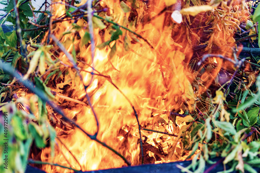 Protect the forest from fire. Forest fire close-up red flame. The green leaves on the branches disappear in the fire.