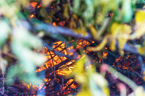 Protect the forest from fire. Forest fire close-up red flame. The green leaves on the branches disappear in the fire.