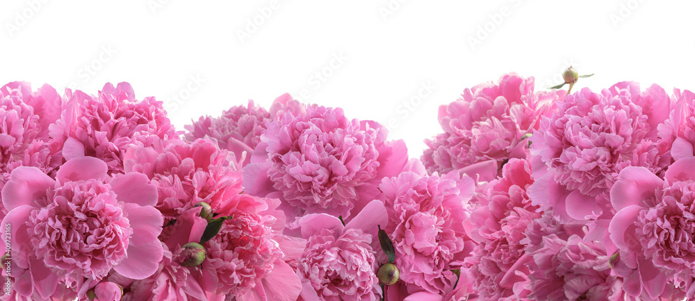 Bouquet of blooming peonies for floral design