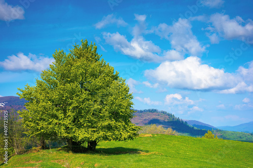 tree on the meadow in mountains. beautiful nature landscape on a sunny day in spring. fluffy clouds on the blue sky above the distant range