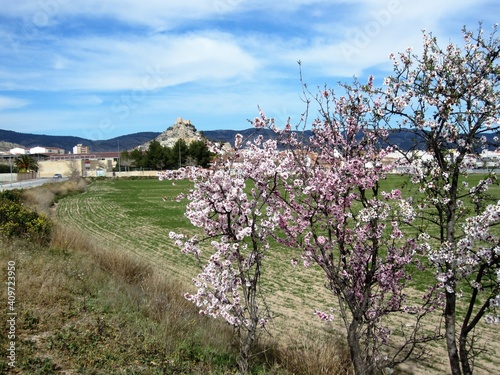 almond blossom Castalla Spain photo