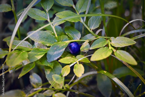 Bush of a ripe bilberry in the summer closeup. Wild bush of blueberry with fruits in sunny forest.