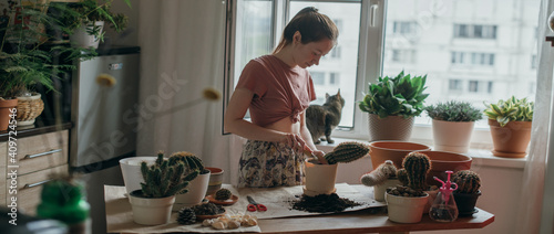 Young woman transplant cacti at home. The cat lies on the windowsill © Anna